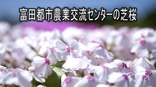 富田都市農業交流センターの芝桜 2018 満開です！4K