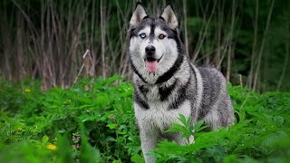 Chó Husky Và Những Điểm Quan Trọng Cần Lưu Ý