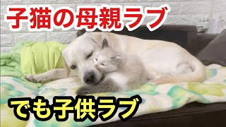 子猫の母親を担うラブラドールも子供のあどけなさが可愛いくてたまりません