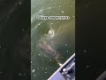 Як думаєте повернеться fishing риболов