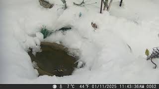 2025 0111 yellow-rumped warbler gets a bath