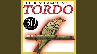 Reclamo Para Tordo Sonido Pajaros