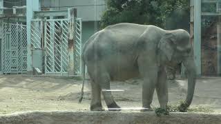 ウタイを避けるアルン　　9月 27日 撮影