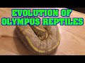 How OLYMPUS reptile collection expanded with very little  $$$, and how your's can too!!