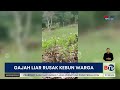 kawanan gajah liar rusak kebun warga di dekat tn bukit barisan selatan lampung