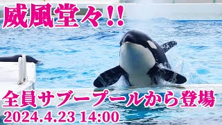 全員サブプールから登場カッコ良すぎ!! 鴨川シーワールド シャチショー KamogawaSeaWorld  orca killerwhale