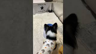 【パピヨンとコーギーのミックス犬】本日のボールキャッチ6月1日　Today's Ball Catch June 1st