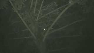 ムビる05069 ムササビのラブバトル？ musasabi - flying squirrel