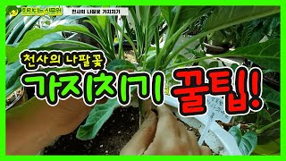 천사의 나팔꽃 가지치기 꿀팁! [봄의 베란다정원 이야기]