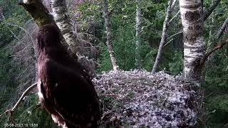 Suur Konnakotkas Tiiu, Taavi and their eaglet 8/8/23