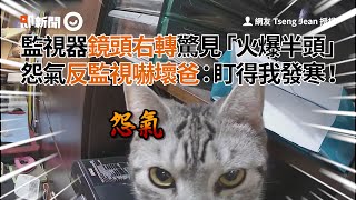 監視器鏡頭驚見半顆貓頭 怨氣眼神反監視 嚇壞飼主｜寵物