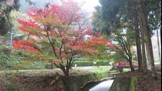 文保寺　紅葉　兵庫県　もみじ三山