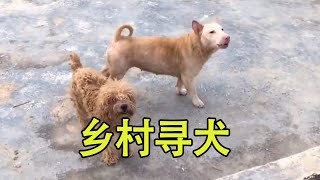 乡村寻犬，顺便带大家，领略一下田园风光 #中华田园犬 #土狗 #狗狗