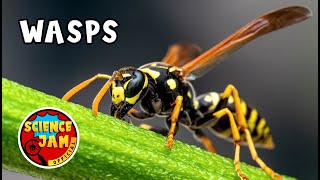 Amazing Wasps: Nature's Tiny Architects 🐝 | #Sciencejamofficial #kids #education #wasp #cartoon