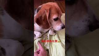 足が折れたビーグル犬#short #dog #animals