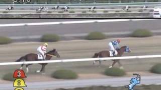 2009年12月20日 阪神4R 障害未勝利 セレスケイ