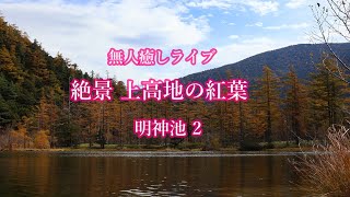 【6KｵｰﾊﾞｰｻﾝﾌﾟﾘﾝｸﾞFull HD】】無人癒しライブ絶景上高地の紅葉2　明神池　Autumn leaves of Kamikochi　＃絶景　＃上高地　＃明神池