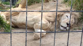 指春■㉓ホワイトライオン・白獅子・セラムくん・沖縄こどもの国・・・White_Lion・Okinawa Zoo \u0026 Museum(20230308)