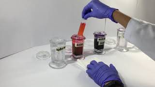 Staining Peripheral Blood Smears Video