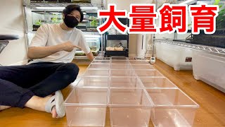 今からアレの大量飼育が始まります。