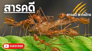 สารคดีสัตว์โลก ตอน โลกลึกลับของเหล่าแมลง สารคดีแมลง  l สารคดี  สารคดีพากย์ไทย