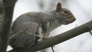 Gray squirrel sounds