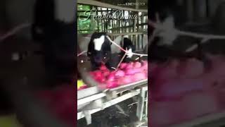 Dijadiin Makanan kambing aja!!  Petani kesal karna harga Buah Naga semakin menurun