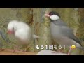 下手っぴ？な文鳥の求愛行動 ジャンプジャンプ　文鳥動画