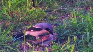 Loggerhead Shrike killing a sparrow