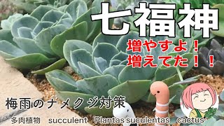 103【多肉植物】七福神増やす！増えてた！“ガーデニング”梅雨のナメクジ対策