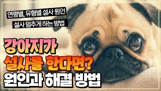 강아지가 설사를 한다면 어떻게 해야 할까요?