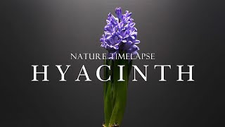 [4K] Hyacinth Flowering Time-Lapse/Flower Growing/Plant Crop Time-Lapse/Nature Video/