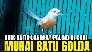 DISTRIBUTOR GENDENG ! STOK RIBUAN EKOR ADA MURAI BATU UNIK ANTIK LANGKA SEHARGA MOBIL !