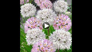 Allium roseum, Beautiful Flower 52