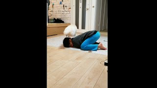 急に爆走しだす子犬！ポメラニアンのダッシュ💨pomeranian puppy #shorts