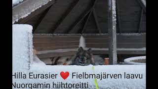 Hilla Eurasier ❤️ Nuorgamin hiihtoreitti, Fielbmajärven latu