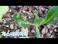 부드러운 벨벳느낌의 꽃 글록시니아 gloxinia 게스네리아과