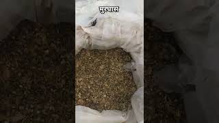 silage/ मुरघास #farming