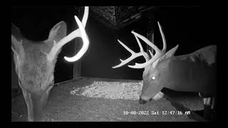 10.8.2022 ~ Two Nice Bucks