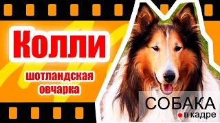 Колли - Шотландская овчарка. Энциклопедия собак.