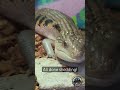 itchy skink gets a bath to help it shed 🛁 pets makeover care funnyanimals cute animals