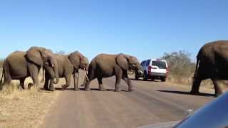 [南非克魯格野生國家公園] Kruger National Park Part-1 好危險！突然遇到一群大象橫過馬路