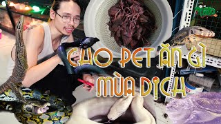 Cho pet ăn gì mùa dịch? Feeding my reptile | WILDVN TV