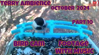 Bird Cam Footage October 2024 Part 10