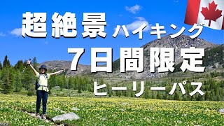 カナディアンロッキー🇨🇦グレイシャーリリー群生地として有名な「ヒーリーパス（バンフ国立公園）」をハイキング