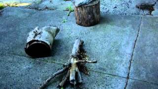 Structure from motion - tree stump