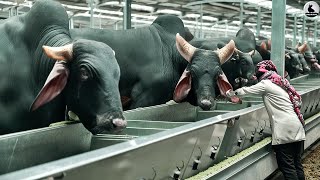 Granja de vacas gigantes - Los agricultores ganan millones de dólares al año cri