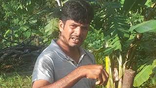 தோட்டம் Part- 02 வாழை சாகுபடி-01 banana farming