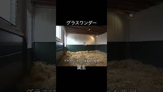 グラスワンダー 誕生　#グラスワンダー #競馬 #サラブレッド #馬 #牧場 #生誕 #ドキュメンタリー