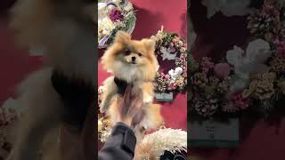 クリスマスリースに戸惑う犬 #ポメラニアンのいる生活 #犬のいる生活 #pomeranian #포메라니안 #博美犬